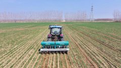 <b>小麦苗壮；”冯凯说</b> 